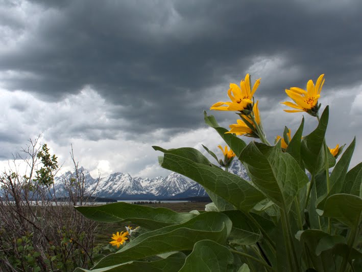 Stormy Flowers by Miss C