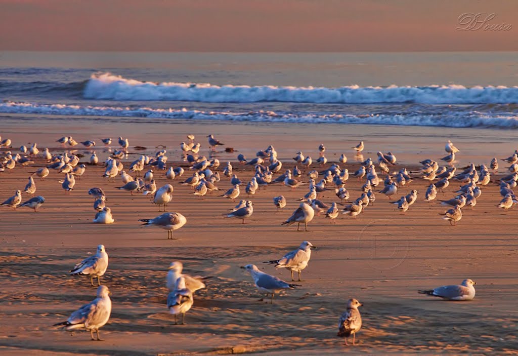 The Seagulls Happiness by Sousa-Dan