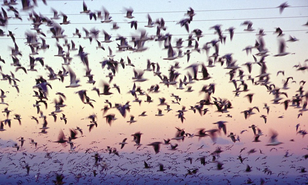 Seagulls and wires by Javier B