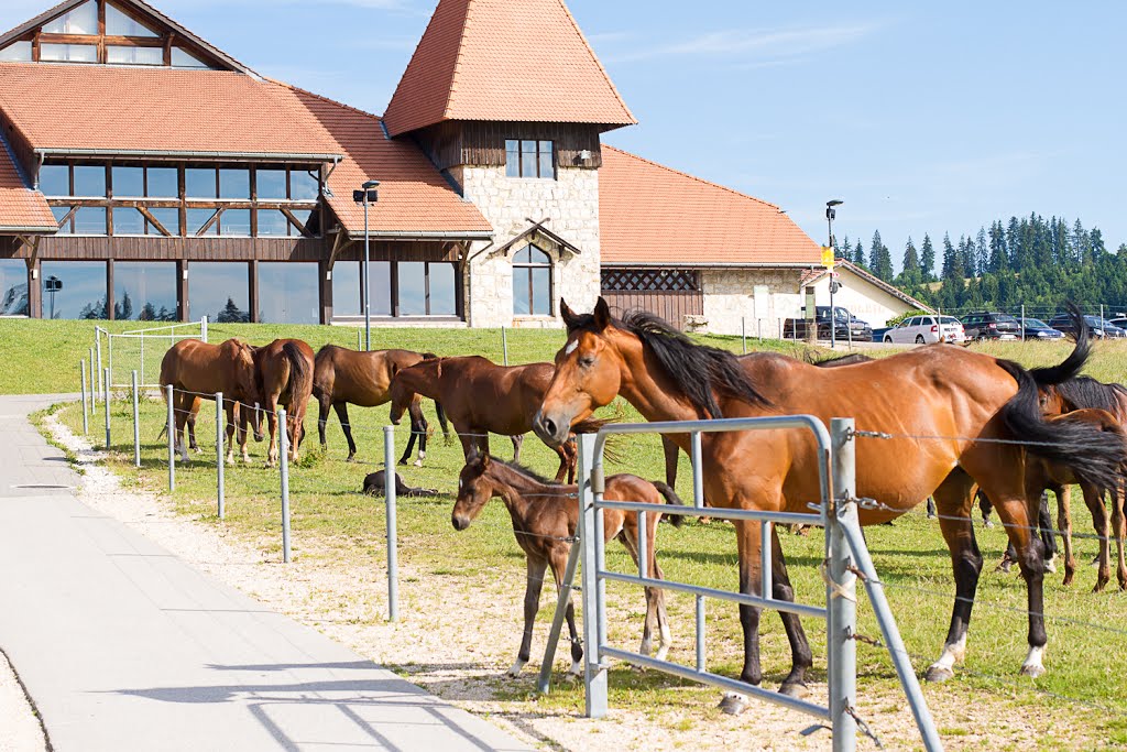 Trans Swiss Trail 2 / Etappe von Saignelégier nach St. Imier by PriSka