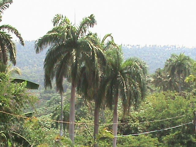 Palmas de Baracoa by jayrol