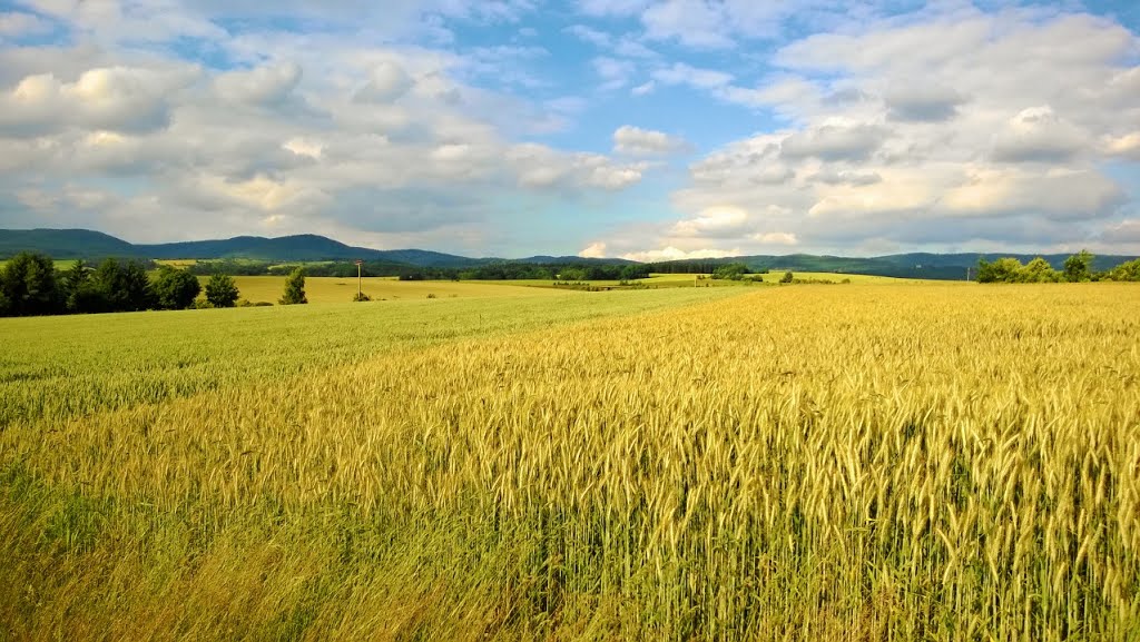 Blick auf den Thuringer Wald, Barchfeld/Germany by Aminanisa