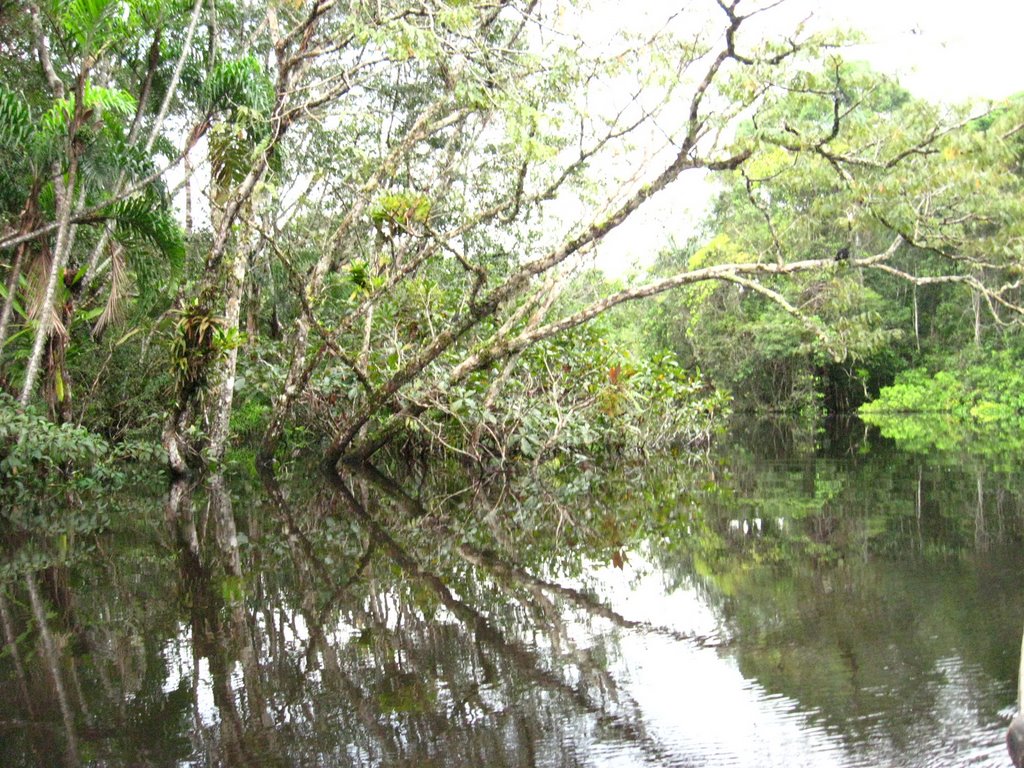 Sucumbíos Province, Ecuador by Heleana Zambonino