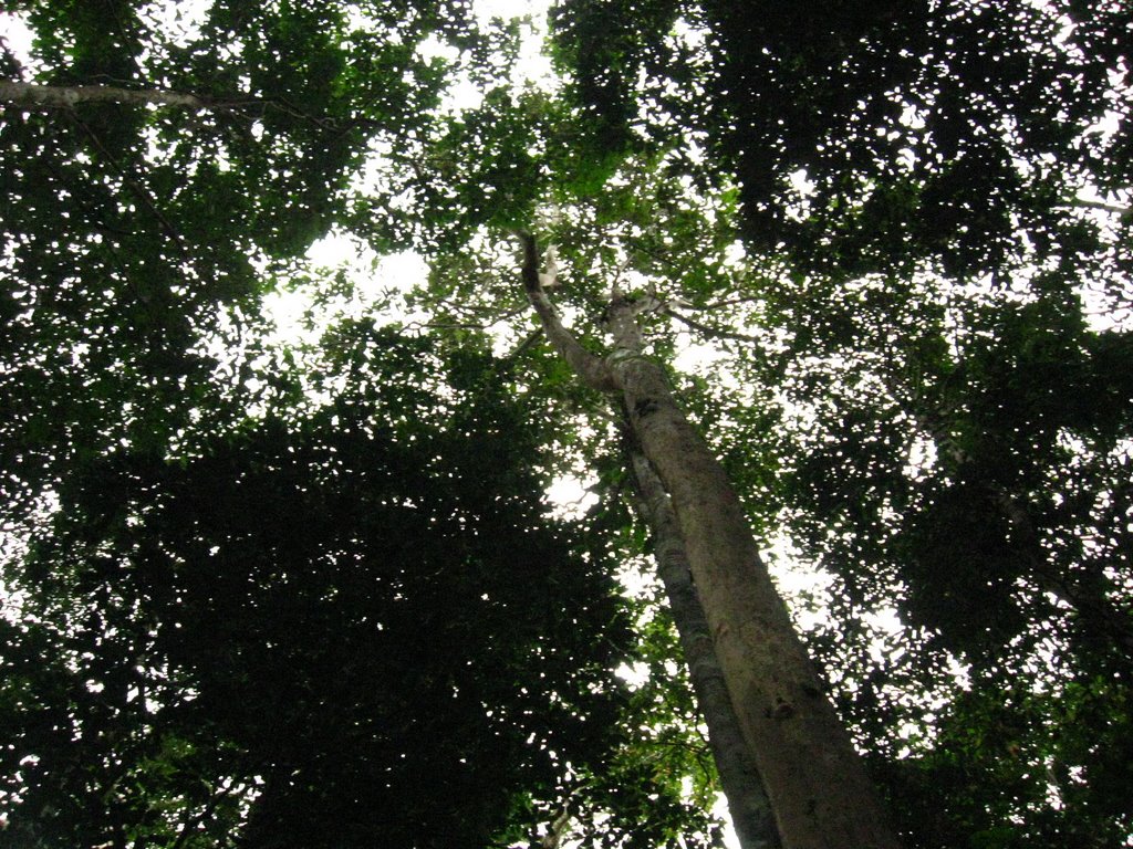 Sucumbíos Province, Ecuador by Heleana Zambonino