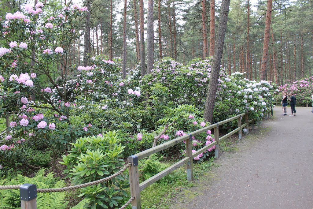 Haagan alppiruusupuisto by Jorma Hokkanen