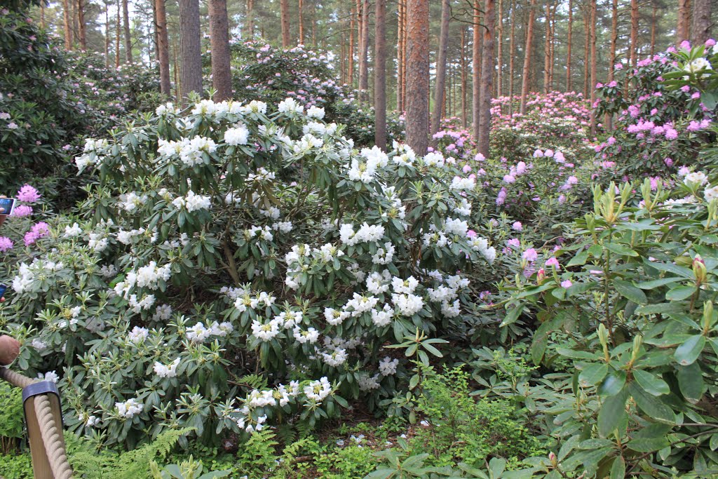 Haagan alppiruusupuisto by Jorma Hokkanen