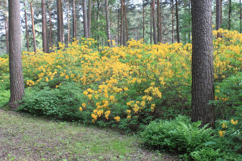 Haagan alppiruusupuisto by Jorma Hokkanen