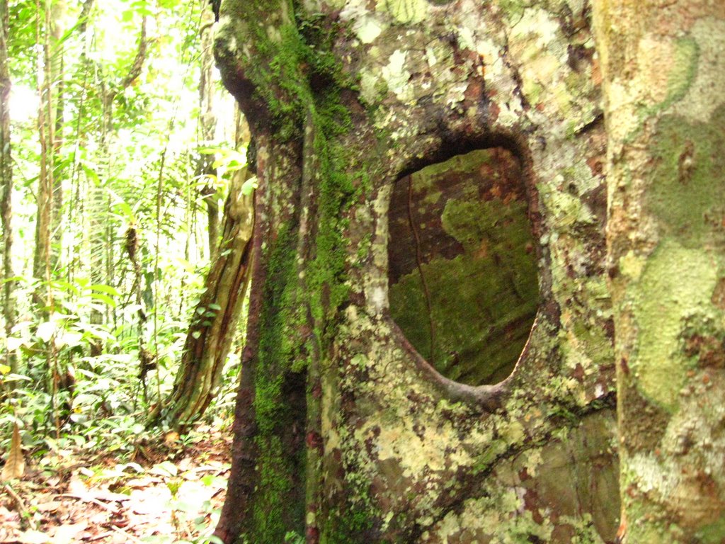 Sucumbíos Province, Ecuador by Heleana Zambonino