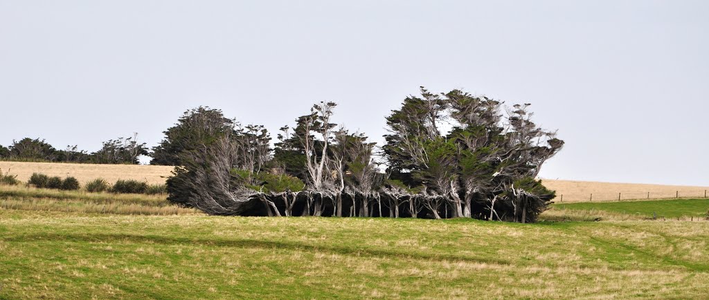 NZ - Slope Point - Drifty forest by Petr.bo