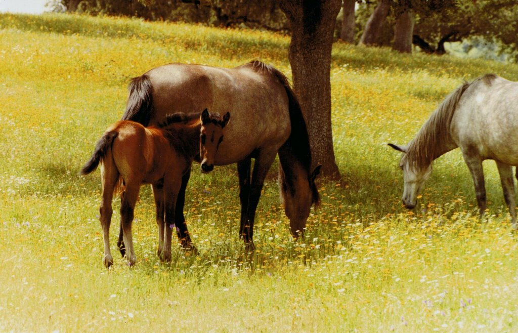 Cavalos na encosta do Castelo de Noudar, 1984 by FreiGurita