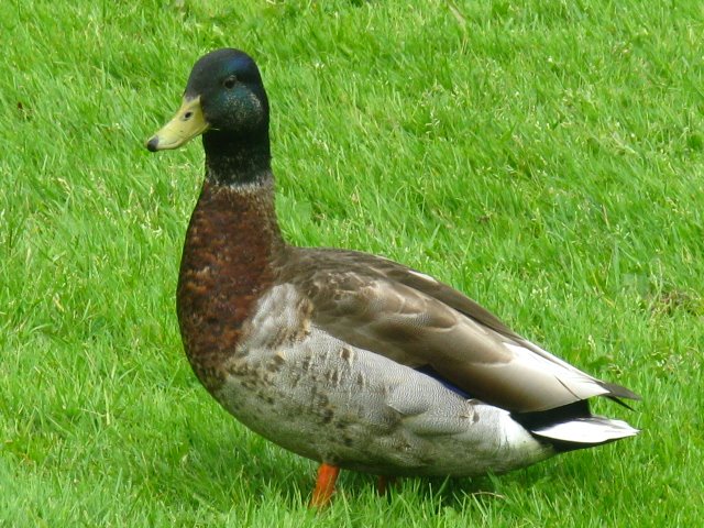 A great looking Duck sizing me up in the Halifax Public Gardens. by jonfromnsca