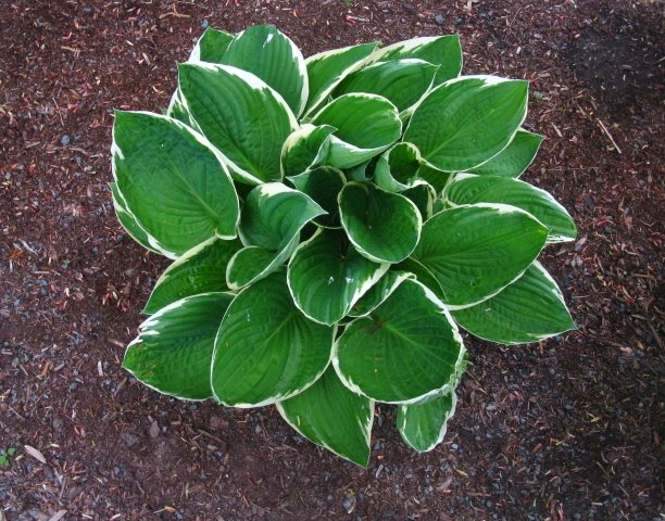 A lovely plant inside The Halifax Public Gardens by jonfromnsca