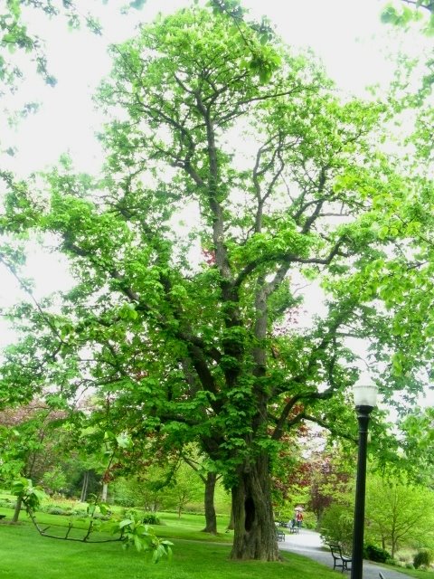 One of the most mature trees in The Halifax Public Gardens after the effects of Hurricane Juan..despite enduring a case of so called "heart rot" by jonfromnsca