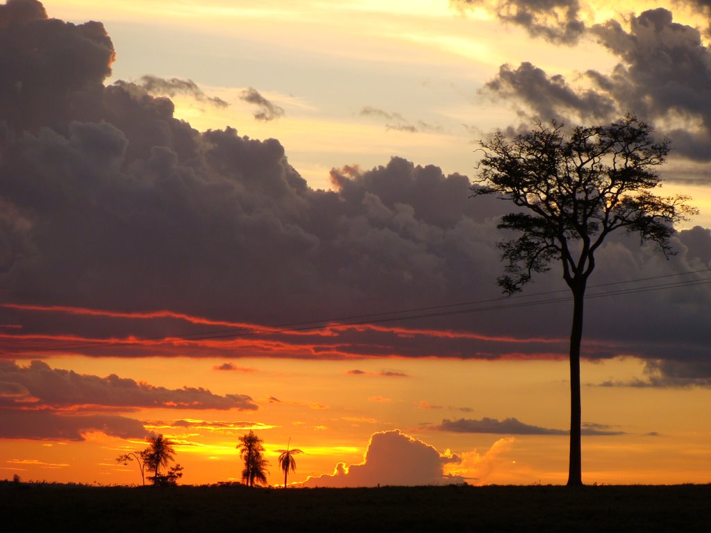 #30 - un solo albero al tramonto - Por do sol em Ivinhema - Mato Grosso do Sul - Brazil - See more on www.panoramio.com/user505354 by Paulo Yuji Takarada