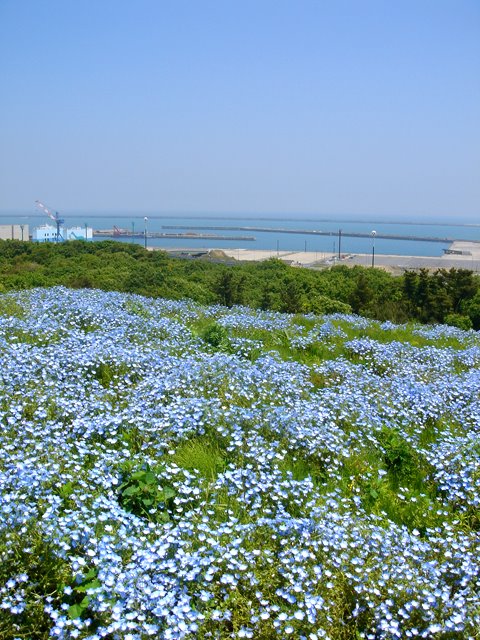 Hitachi seaside park (みはらしの丘から鹿島灘) by posh208