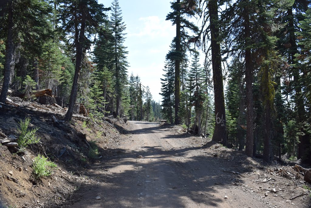 Soda Springs Road #6001 between Red Star and Robinson Flat, and the Western States Trail for equestrians for the 100-mile Tevis Cup; Tahoe National Forest by Robert H. Sydnor