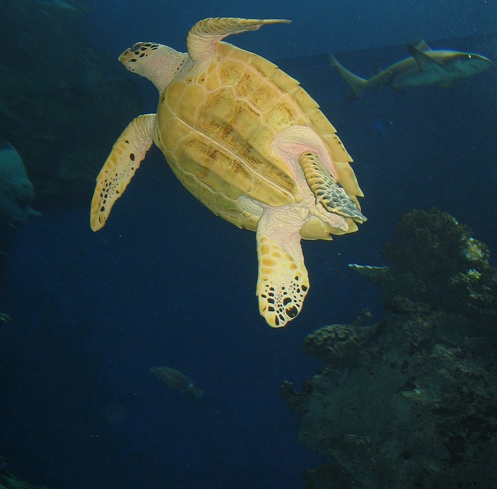 Tortue et requin.... by Brigitte Bayonnas