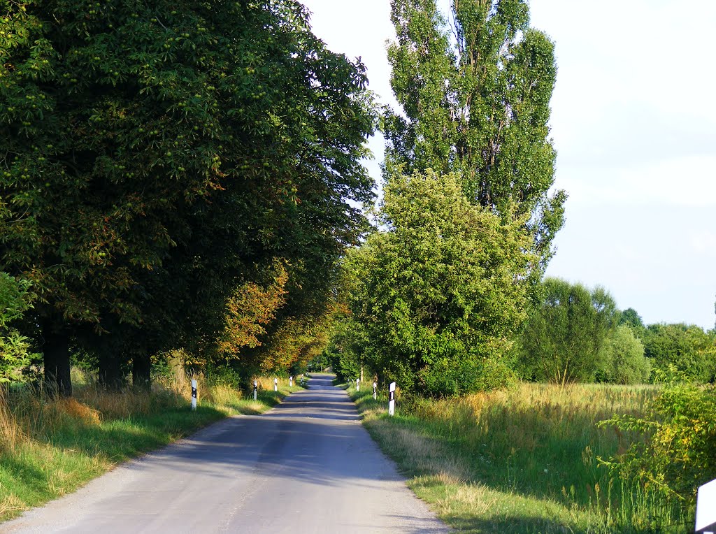 Dubrau, 03226 Vetschau/Spreewald, Niederlausitz. Strasse Richtung Dubrau. by velthurvik