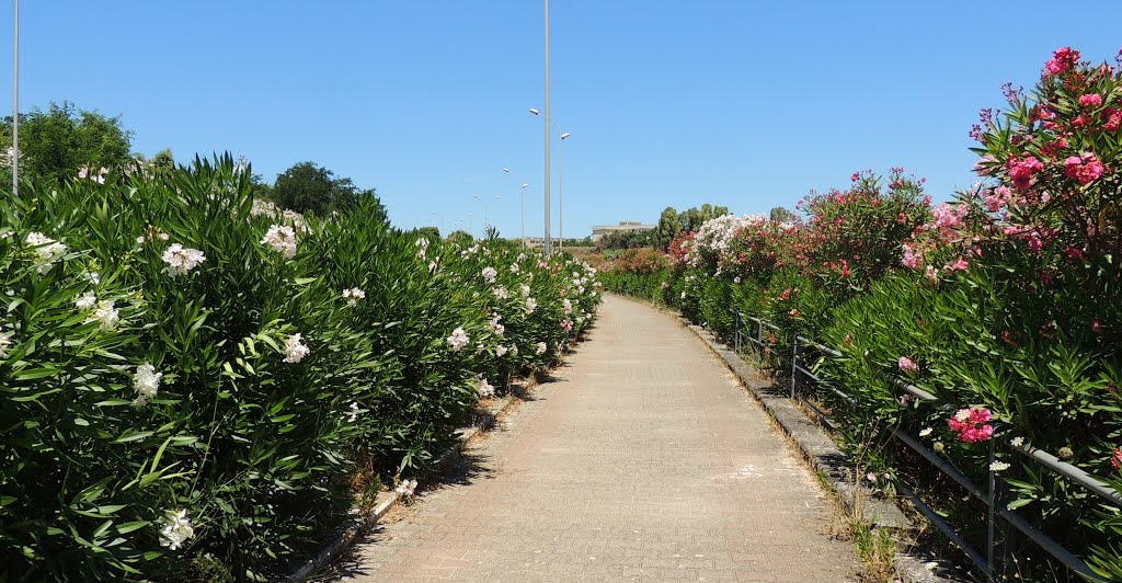 The cycle track in the summer time by GerardNL