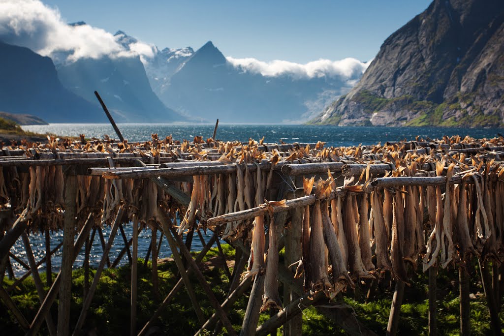 Drying fish at Reine by Tibor Rendek