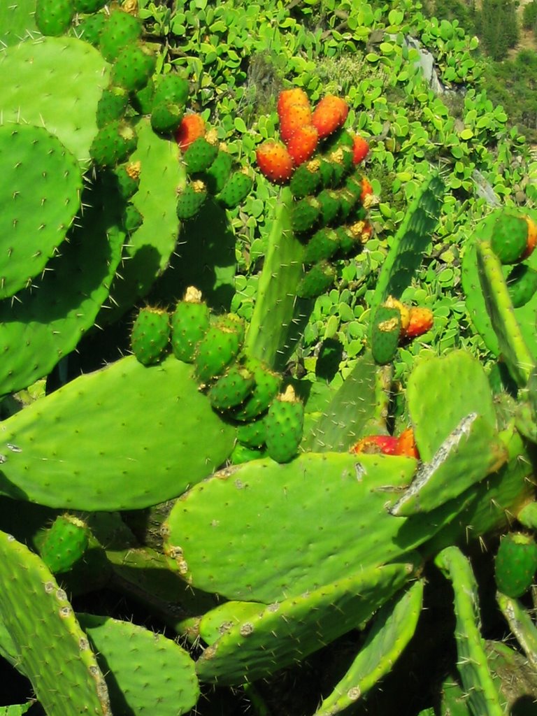 Cactus forest on the hill by csomotamas1