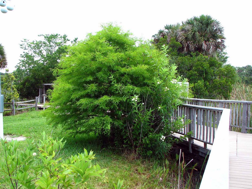 Very pretty cypress tree at Visitors Center in MINWR by Tom Choma