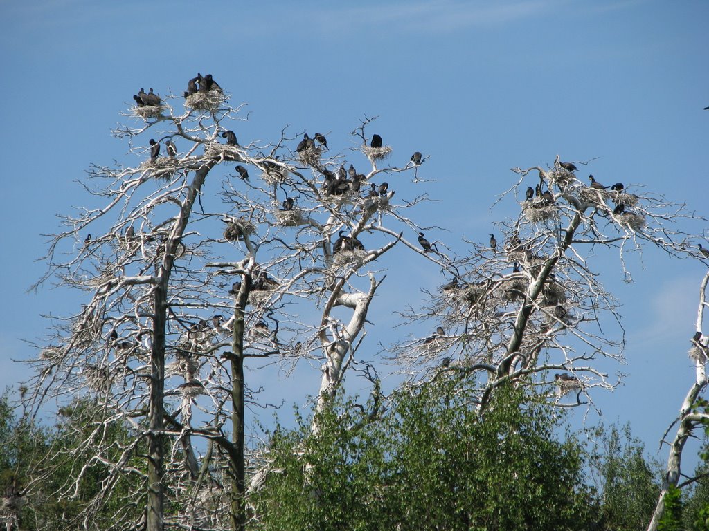 Karmoranų perimvietė (Cormorants nesting) by Girvydas Šaduikis