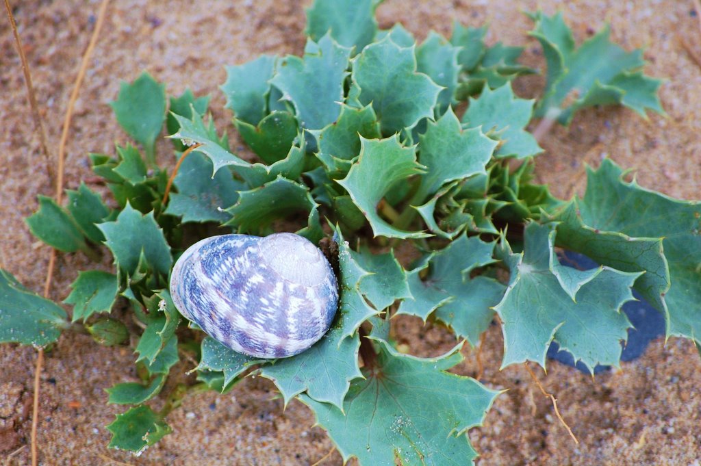 Snail & Sea Holly at Burryport by Wayne John