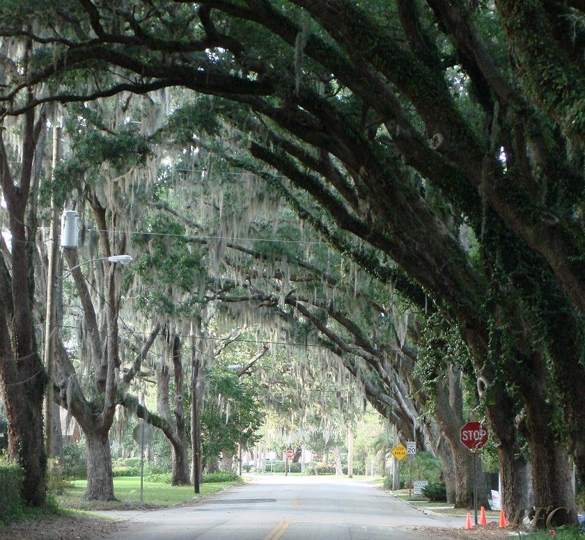 Magnolia Avenue, St Augustine by Richard Cram