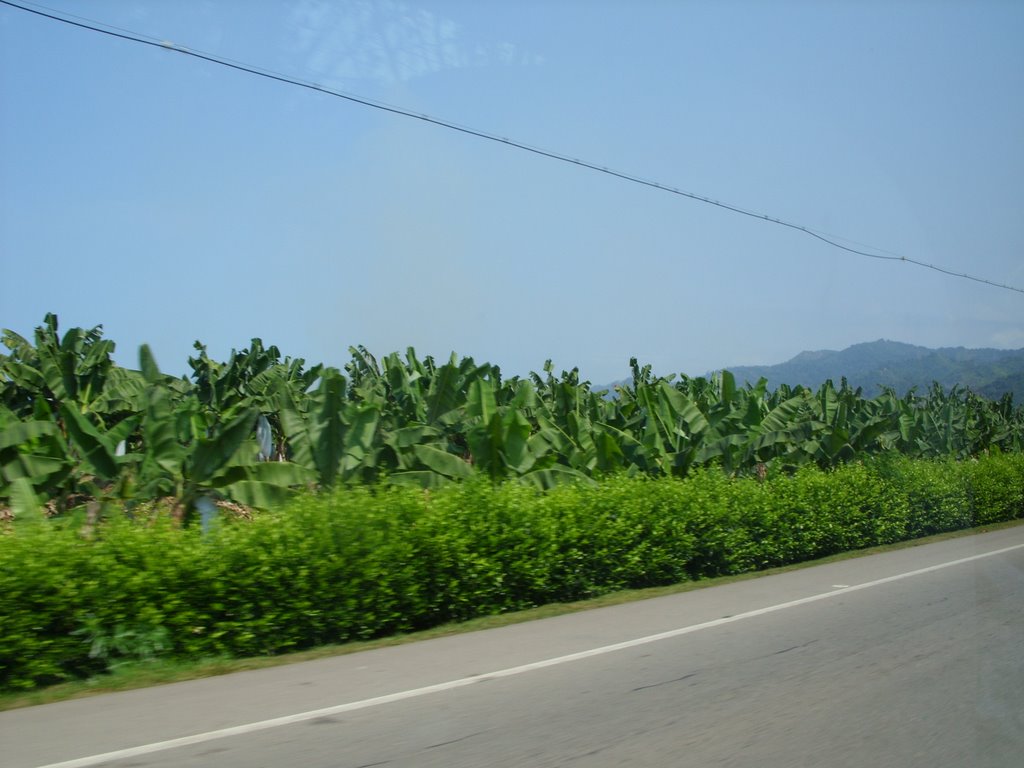 Plantaciones de Banano by juankie