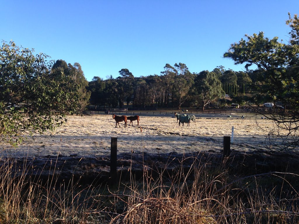 Frosty Morning in Bowral by Shambala Sun