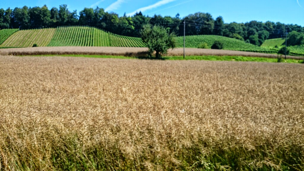 Waltalingen,Ost Schweiz, Schweiz, Switzerland by Marco  Fontana