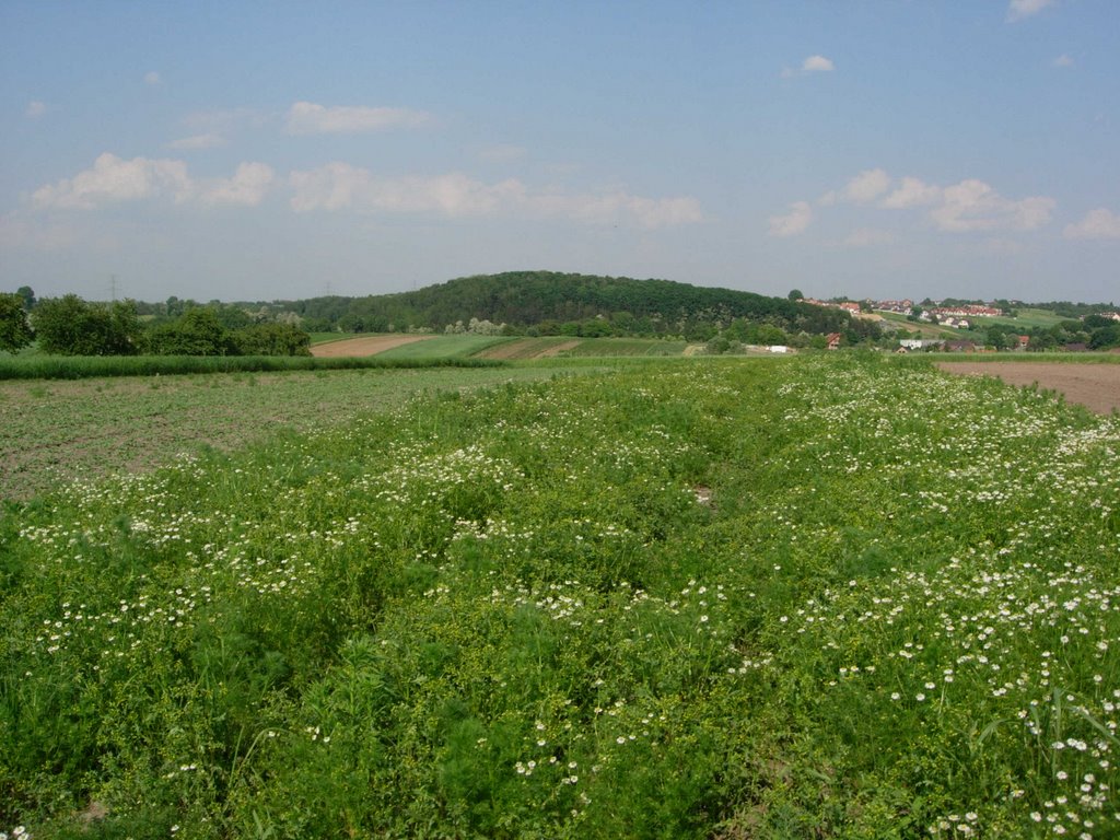 Bibice near Kraków by Piotr Skorka