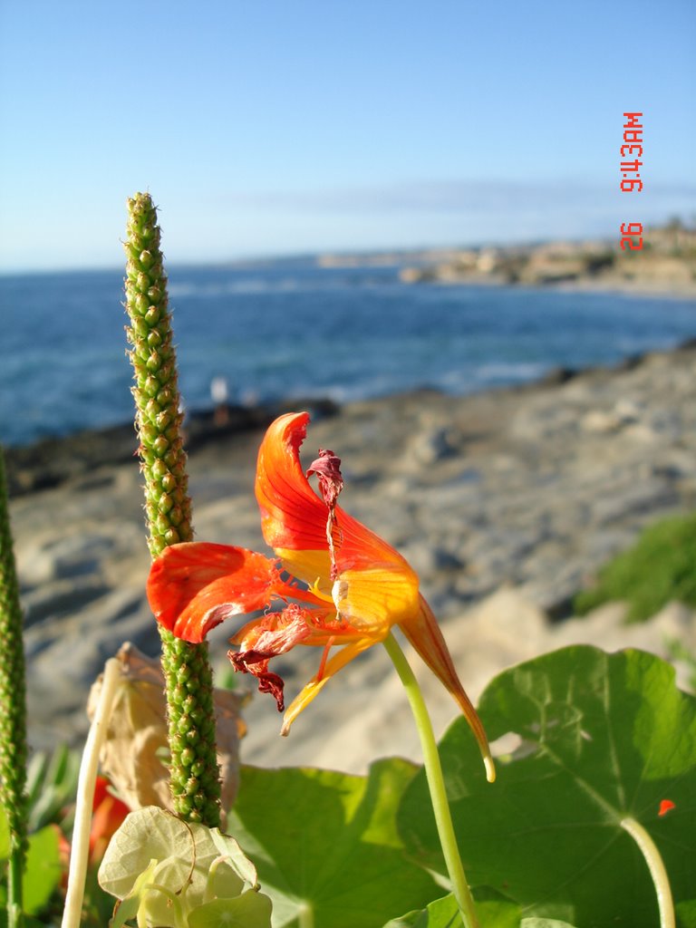 La Jolla, San Diego by harrison_xia