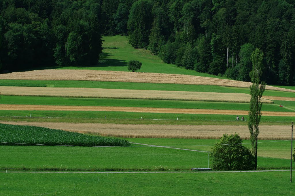 Wiesen und Felder - Bichelsee by martinzuber