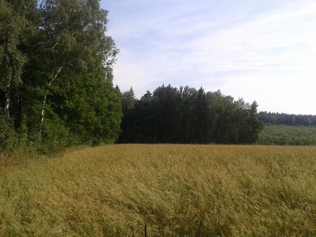 Entre el bosque y los campos by tintisol