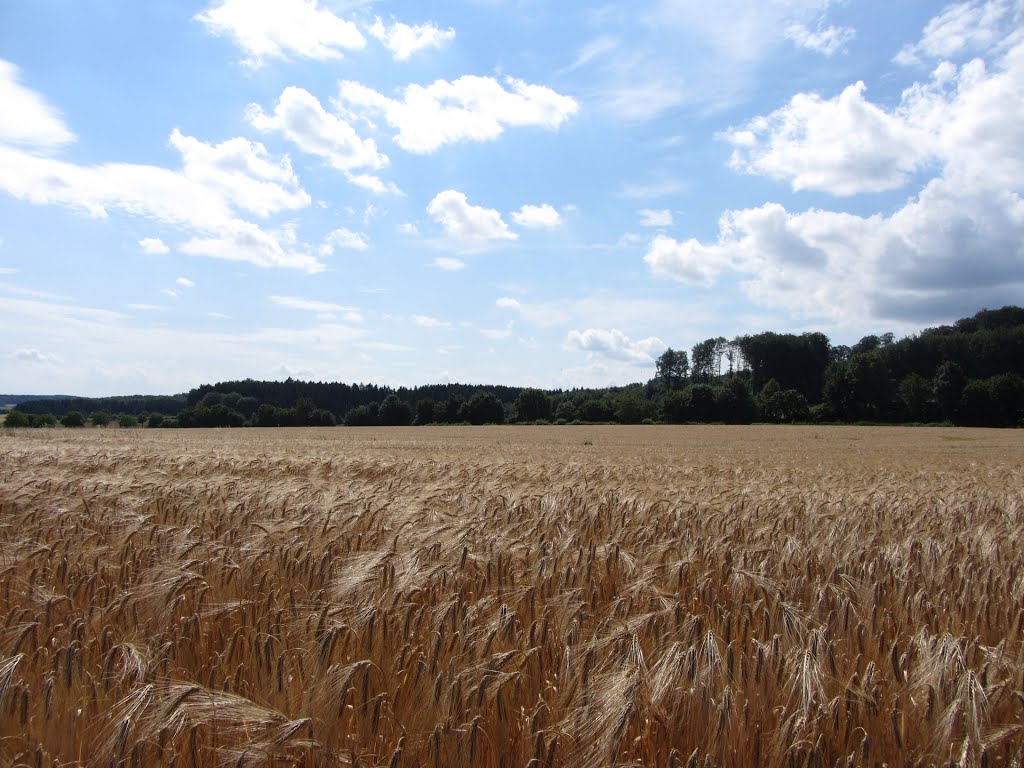 Sommerliches Feld by Stefan Flügelmann