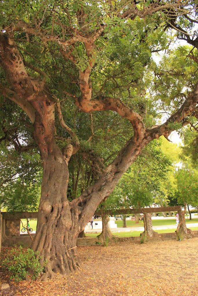 Alfarrobeira centenária, Quinta da Alagoa, Carcavelos, Portugal by Margarida Bico