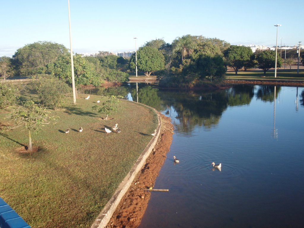 Gansos na Lagoa do Parque da Cidade by RioPreto