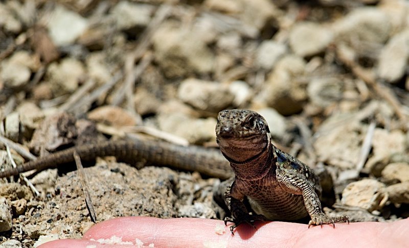 Lagarto-Canario by Domingo Ramos