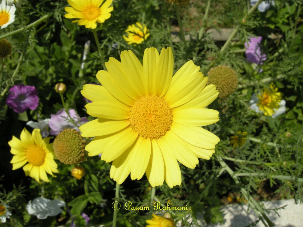 A Yellow Flower by Payam Rahmani