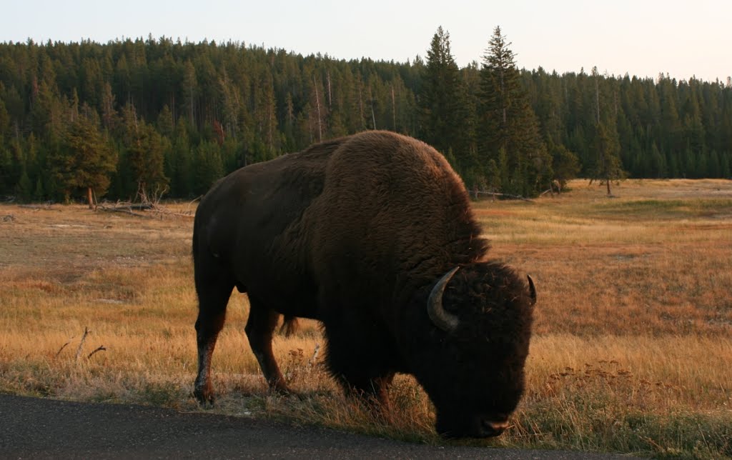 Near Firehole Lake -Yellowstone NP by geocheb