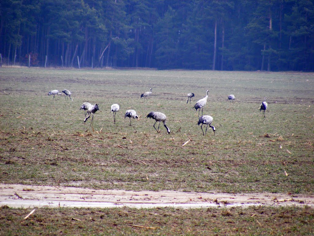 Groß Jehser, Niederlausitz, Kranche an der Kreisstrasse Richtung Calau-Buckow by velthurvik