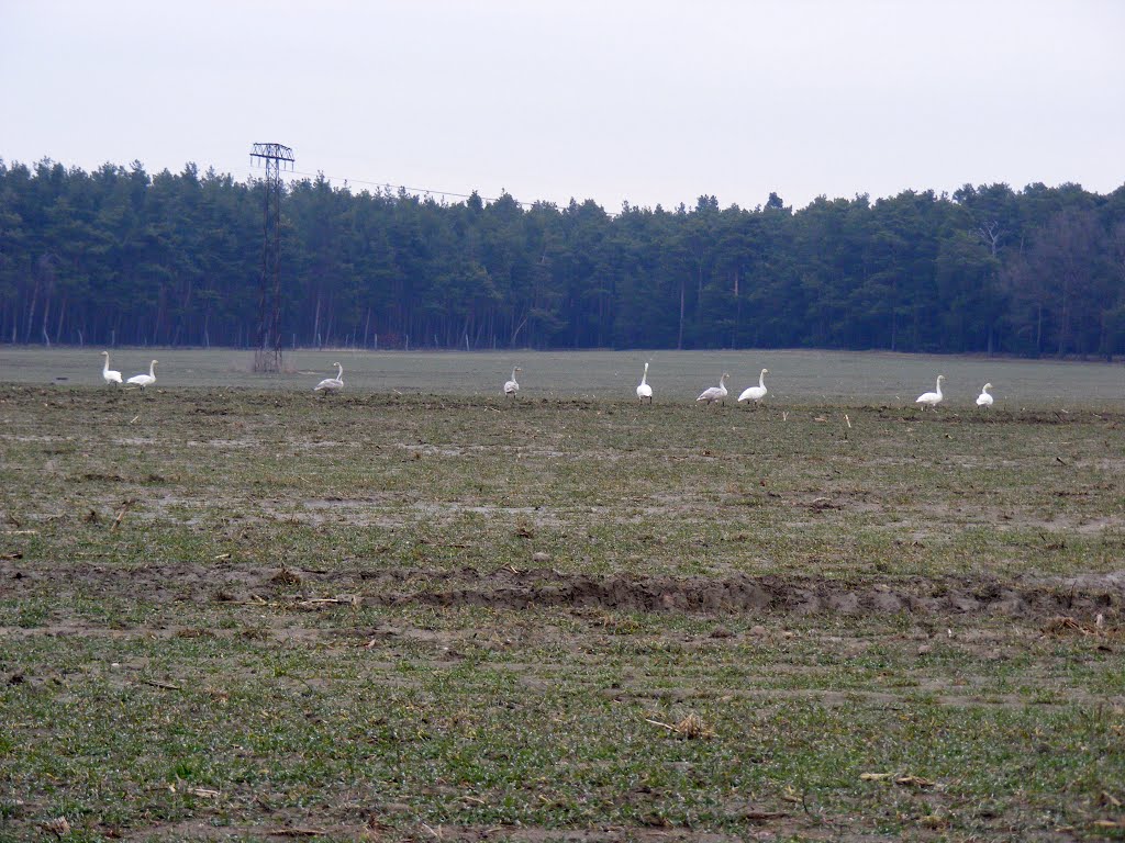 Groß Jehser, Niederlausitz, Kranche und Schwäne an der Kreisstrasse Richtung Calau-Buckow by velthurvik