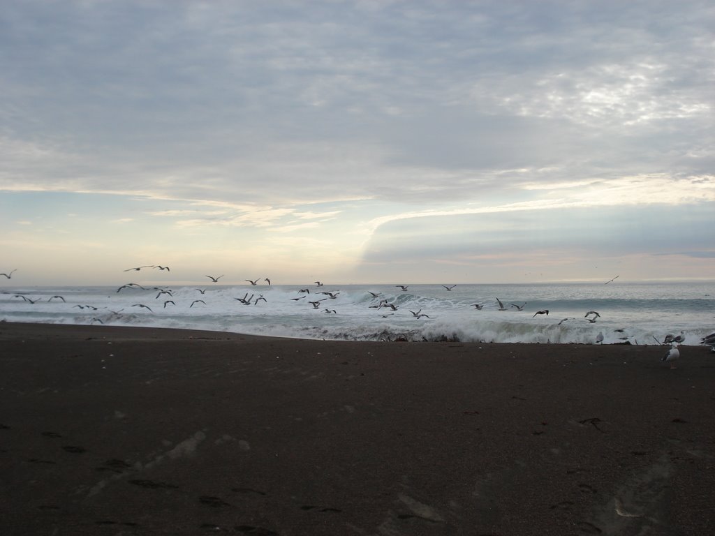 Waves and gulls by Glen Ward