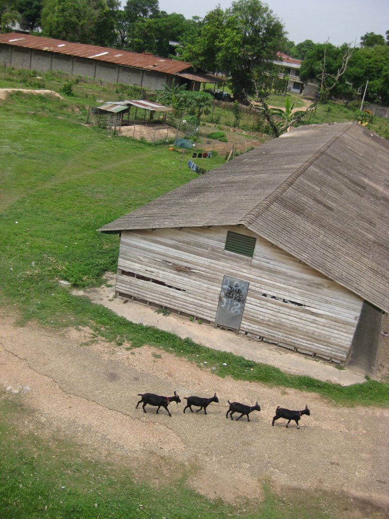 Goat of Lao by Orangemoon&Bluesoup