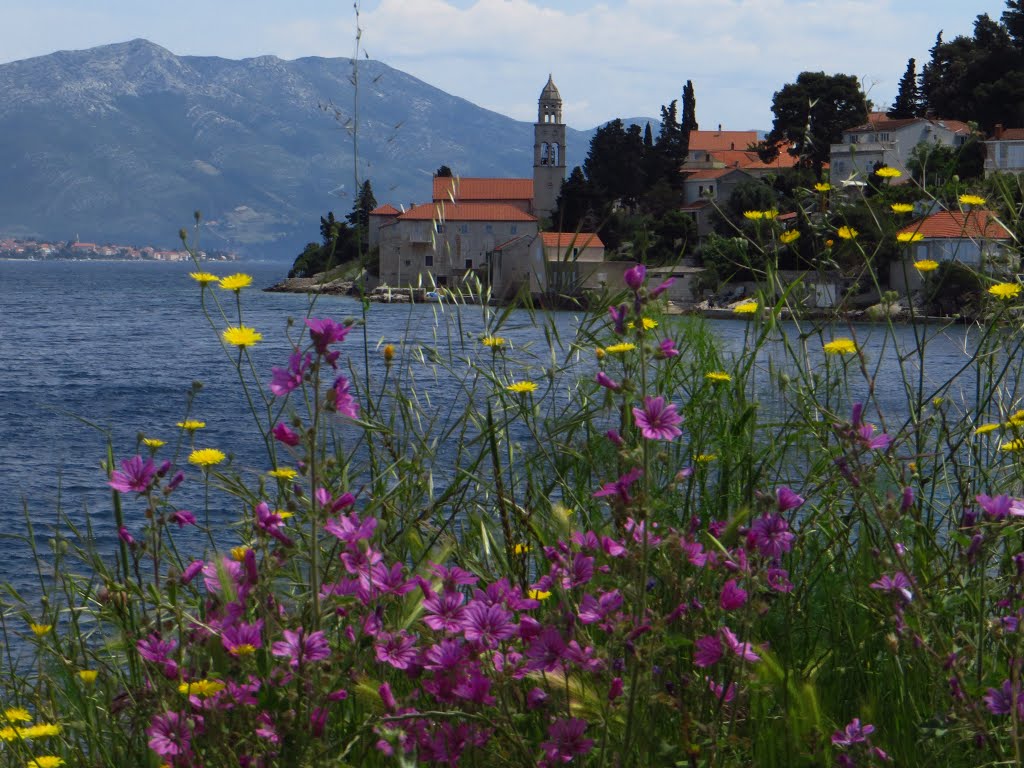 Korcula Coastline and Wild Flowers by wiggyretired