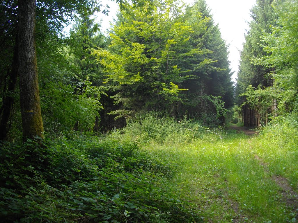 Chemin des Chanois dans le bois des Bouillets vers Onans by Claudius B.