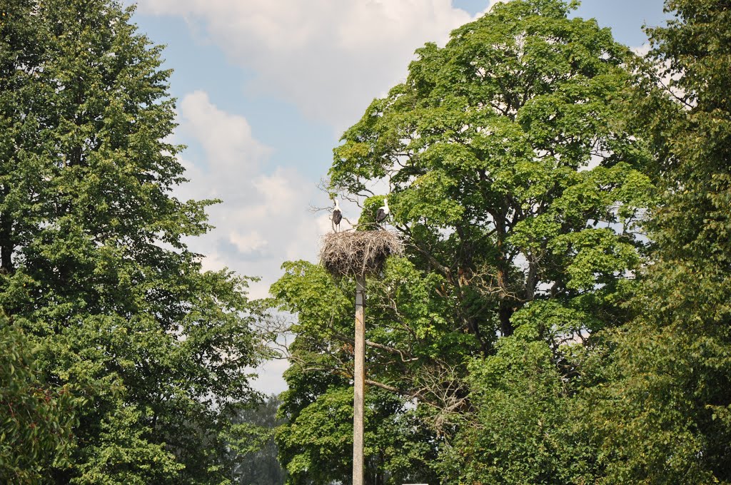 Baltā stārķa ligzda Nr.4316, Smilgas, Raņķu pagasts, Skrundas novads, Latvia by M.Strīķis