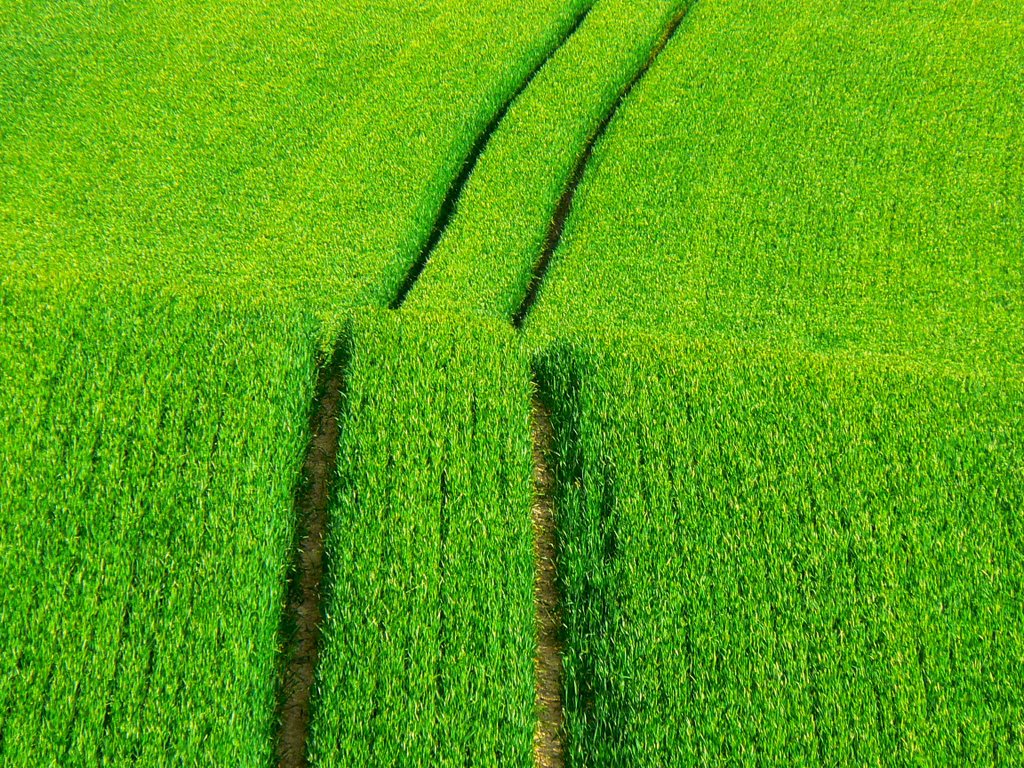 Wheat field, near Alton Priors (south) by Brian B16